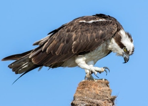 Сар (Загасч явлаг, Явлаг сар)