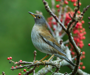 Хөөндэй (Бүгээн хөөндэй)