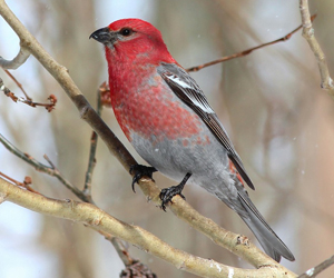 Нарсны шүршүү