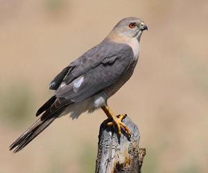 Харцгай (Үүрсээ харцага, Үүрсээ харцгай) 