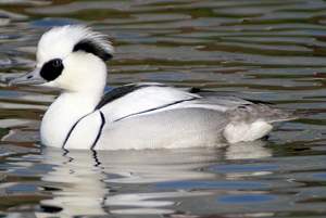 Нугас (Цахиур бохио, Цахиур нугас)