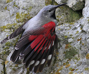 Бялзуухай (Хэрмийн бялзуухай)