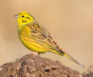 Хөмрөг (Алтан хөмрөг) 