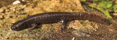 Шивэр гүлмэр (Siberian Salamander)