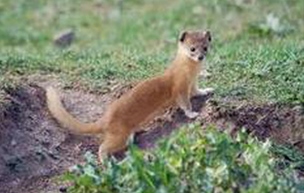 Хээрийн солонго (Mustela altaica, Pallas 1811)