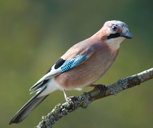 Шаазгай (Цагчаа ятгашаазгай)