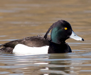 Шумбуур (Гэзэгт шумбуур)   