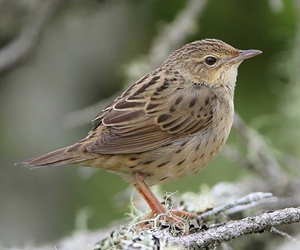 Шатансүүлт (Бидэрт шатансүүлт)