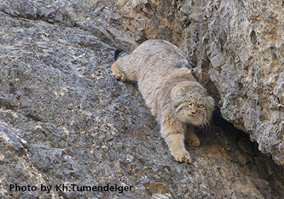 Мануул (Otocolobus manul, Pallas 1776)
