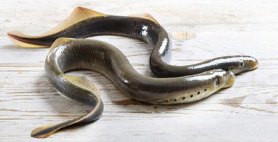 Номхон далайн могор (Lampetra japonica Martens, 1868)