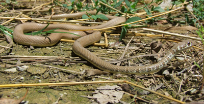 Нарийхан могой 