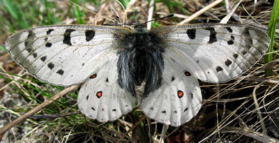 Зүүн Сибирийн дэвүүр (Parnassius tenedius Eversmann,1851)