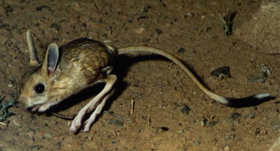 Давжаа Алагдаага (Allactaga elater Lichtenstein, 1825)