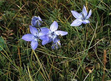 Каринтийн мөнгөн дэгд