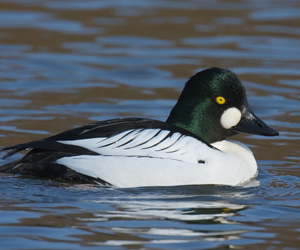 Шунгаач (Алаг шунгаач)