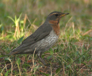 Хөөндэй (Улаангүеэ хөөндэй)