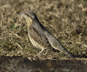 Гоётуул (Холтсон гоётуул)