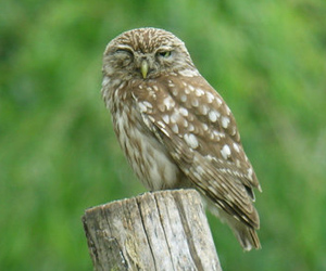 Шар шувуу (Хотны бүгээхэй)