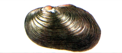 Дагуурын сувдан хясаа (Dahurinaia dahurica Middendorff, 1850)