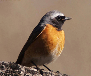 Галсүүлт (Эгэл галсүүлт)