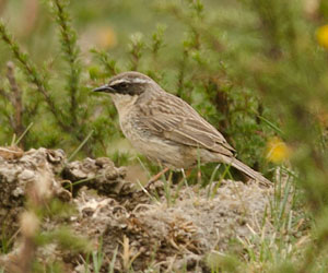 Хайруулдай (Шарга хайруулдай)