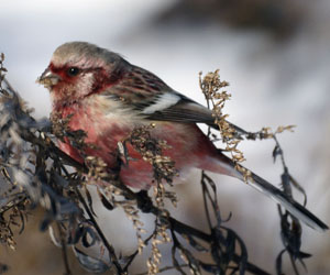 Зана (Үүрэн сүүлтзана)