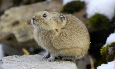 Зүүнгар даахай (Stylodipus sungorus Sokolov and Shenbrot, 1987)