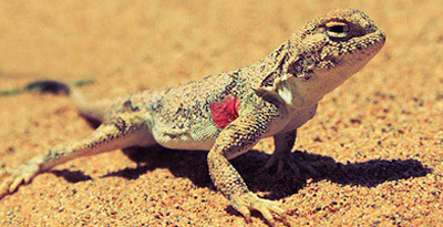 Цоохор хонин гүрвэл