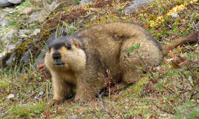 Тарвага (Marmota sibirica, Radde 1862)
