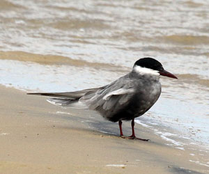 Хараалзай (Цагааншанаа хараалзай)
