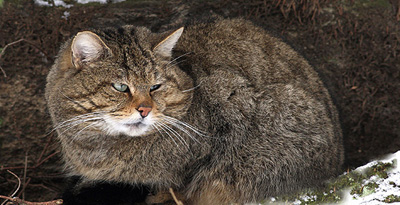 Цоохондой (Felis silvestris, Schreber 1775)