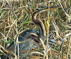 Дэглий (Зээрд дэглий)