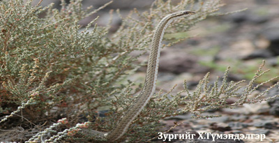 Суман могой