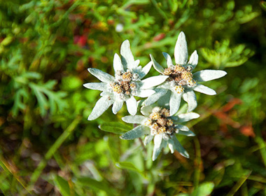 Цагаан уул буюу Ул өвс