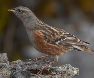 Хайруулдай (Тагийн хайруулдай)