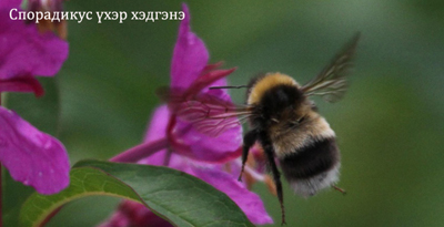 Спорадикус үхэр хэдгэнэ (Bombus sporadicus Nylander, 1848) 