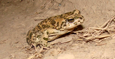 Ногоон бах (Bufo pewzovi Bedriaga, 1898)