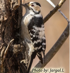 Тоншуур (Цоохор тоншуур)