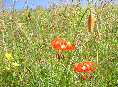 Одой сараана