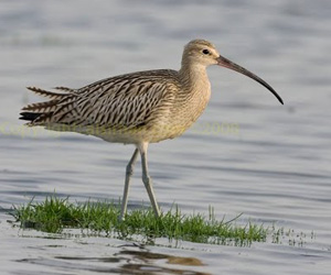 Тутгалжин (Морин тутгалжин)