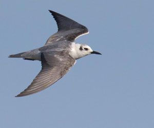 Хараалзай (Буурал хараалзай)  