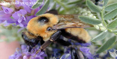 Хөвдний үхэр хэдгэнэ (Bombus muscorum, Fabricius, 1775) 