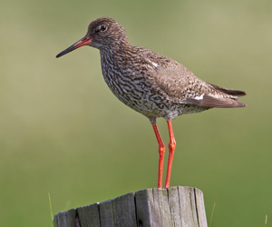 Хөгчүү (Улаанхөлт хөгчүү)