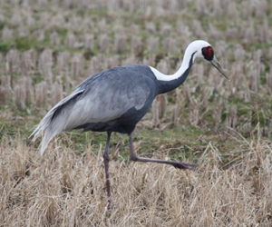 Тогоруу (Цэн тогоруу)