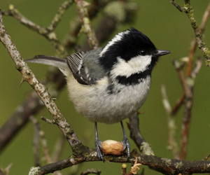 Хөхбух (Өдөрч хөхбух)