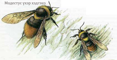 Модестус үхэр хэдгэнэ (Bombus modestus Eversmann, 1852)