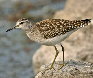 Хөгчүү (Шугуйн хөгчүү)