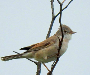 Зэржигэнэ (Шөвгөр зэржигэнэ)