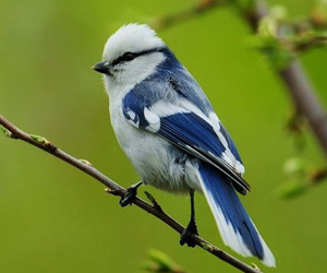 Хөхбух (Номин хөхбух)