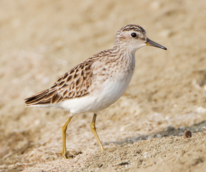 Элсэг (Савар элсэг)